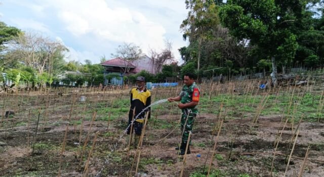 Semangat Ketahanan Pangan, Babinsa Kuta Barat Bersama Petani Rawat Tanaman Cabai