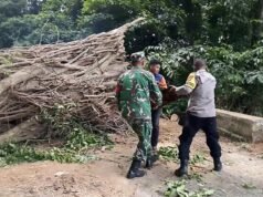 Pohon Tumbang Halangi Jalan, Babinsa Aneuk Laot Ikut Gotong Royong Pembersihan Jalan