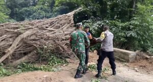 Pohon Tumbang Halangi Jalan, Babinsa Aneuk Laot Ikut Gotong Royong Pembersihan Jalan