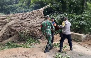 Pohon Tumbang Halangi Jalan, Babinsa Aneuk Laot Ikut Gotong Royong Pembersihan Jalan