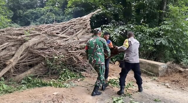 Pohon Tumbang Halangi Jalan, Babinsa Aneuk Laot Ikut Gotong Royong Pembersihan Jalan