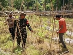 Jaga Ketahanan Pangan, Babinsa Koramil 02/Sukakarya Dampingi Petani Cabai di Sabang