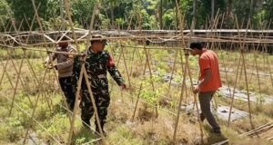 Jaga Ketahanan Pangan, Babinsa Koramil 02/Sukakarya Dampingi Petani Cabai di Sabang