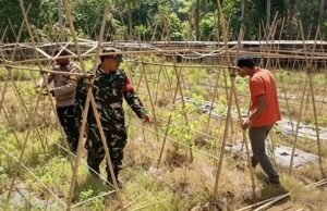 Jaga Ketahanan Pangan, Babinsa Koramil 02/Sukakarya Dampingi Petani Cabai di Sabang