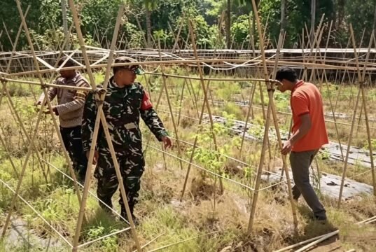 Jaga Ketahanan Pangan, Babinsa Koramil 02/Sukakarya Dampingi Petani Cabai di Sabang