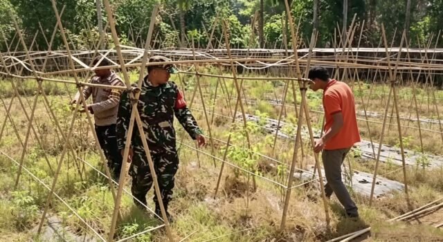 Jaga Ketahanan Pangan, Babinsa Koramil 02/Sukakarya Dampingi Petani Cabai di Sabang