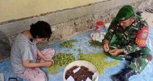 Babinsa Batee Shoek Bantu Warga Sortir Cengkeh, Wujud Nyata TNI Hadir di Tengah Rakyat