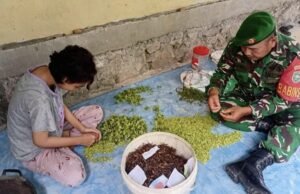 Babinsa Batee Shoek Bantu Warga Sortir Cengkeh, Wujud Nyata TNI Hadir di Tengah Rakyat