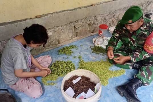 Babinsa Batee Shoek Bantu Warga Sortir Cengkeh, Wujud Nyata TNI Hadir di Tengah Rakyat