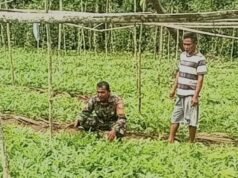 “Tanam Harapan, Panen Rezeki”: Kisah Sertu Junadi dan Pak Ruslan Sukses Swasembada Pangan di Gampong Paya