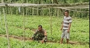 “Tanam Harapan, Panen Rezeki”: Kisah Sertu Junadi dan Pak Ruslan Sukses Swasembada Pangan di Gampong Paya