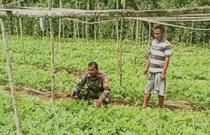“Tanam Harapan, Panen Rezeki”: Kisah Sertu Junadi dan Pak Ruslan Sukses Swasembada Pangan di Gampong Paya