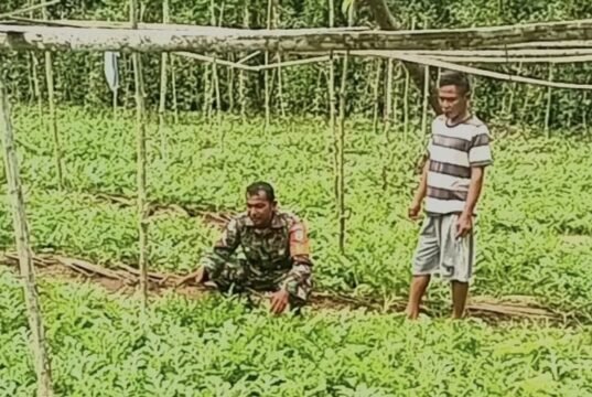 “Tanam Harapan, Panen Rezeki”: Kisah Sertu Junadi dan Pak Ruslan Sukses Swasembada Pangan di Gampong Paya