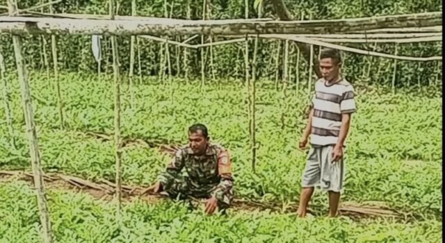 “Tanam Harapan, Panen Rezeki”: Kisah Sertu Junadi dan Pak Ruslan Sukses Swasembada Pangan di Gampong Paya