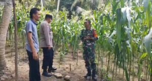 Babinsa Beurawang Hadir di Tengah Petani, Semangati Warga Wujudkan Ketahanan Pangan