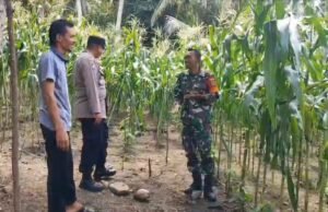 Babinsa Beurawang Hadir di Tengah Petani, Semangati Warga Wujudkan Ketahanan Pangan