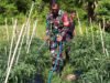 Dukung Program BUMG, Babinsa Cot Ba’U Kawal Pertumbuhan Cabe Merah Demi Ketahanan Pangan Lokal