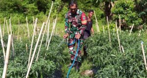 Dukung Program BUMG, Babinsa Cot Ba’U Kawal Pertumbuhan Cabe Merah Demi Ketahanan Pangan Lokal