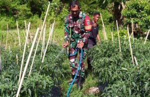 Dukung Program BUMG, Babinsa Cot Ba’U Kawal Pertumbuhan Cabe Merah Demi Ketahanan Pangan Lokal