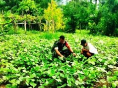 Dukung Diversifikasi Pangan, Babinsa Krueng Raya Kawal Budidaya Kacang Hijau Warga di Sabang
