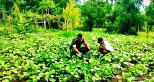 Dukung Diversifikasi Pangan, Babinsa Krueng Raya Kawal Budidaya Kacang Hijau Warga di Sabang