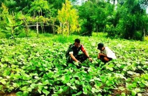 Dukung Diversifikasi Pangan, Babinsa Krueng Raya Kawal Budidaya Kacang Hijau Warga di Sabang