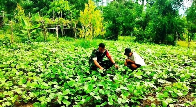 Dukung Diversifikasi Pangan, Babinsa Krueng Raya Kawal Budidaya Kacang Hijau Warga di Sabang