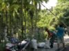 Babinsa dan Warga Panen Pinang Bersama, Wujud Nyata Kedekatan TNI dengan Rakyat