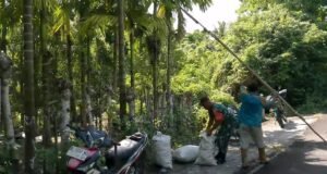 Babinsa dan Warga Panen Pinang Bersama, Wujud Nyata Kedekatan TNI dengan Rakyat
