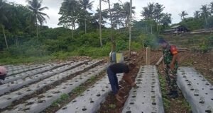 Ubah Lahan Kosong Jadi Ladang Produktif, Babinsa Ie Meulee Dampingi Petani Cabai Sukses Panen