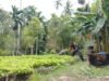 Dari Lahan Kosong Jadi Panen Bayam, Babinsa Keuneukai Dukung Petani Lokal Manfaatkan Setiap Jengkal Tanah