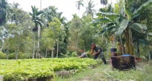 Dari Lahan Kosong Jadi Panen Bayam, Babinsa Keuneukai Dukung Petani Lokal Manfaatkan Setiap Jengkal Tanah
