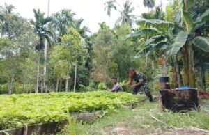 Dari Lahan Kosong Jadi Panen Bayam, Babinsa Keuneukai Dukung Petani Lokal Manfaatkan Setiap Jengkal Tanah