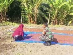 Jaga Kualitas Hasil Panen, Babinsa Paya Edukasi Petani Cengkeh Soal Pentingnya Penjemuran Sempurna