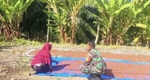 Jaga Kualitas Hasil Panen, Babinsa Paya Edukasi Petani Cengkeh Soal Pentingnya Penjemuran Sempurna