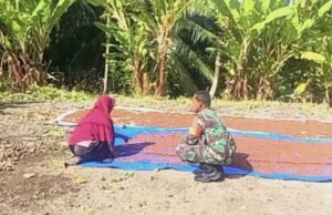 Jaga Kualitas Hasil Panen, Babinsa Paya Edukasi Petani Cengkeh Soal Pentingnya Penjemuran Sempurna