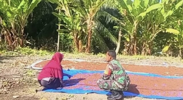 Jaga Kualitas Hasil Panen, Babinsa Paya Edukasi Petani Cengkeh Soal Pentingnya Penjemuran Sempurna