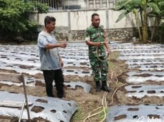 Babinsa 07 Gampong Kuta Barat Dukung Ketahanan Pangan, Bantu Warga Siram Kebun Cabai