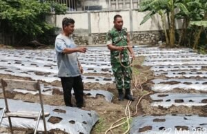 Babinsa 07 Gampong Kuta Barat Dukung Ketahanan Pangan, Bantu Warga Siram Kebun Cabai