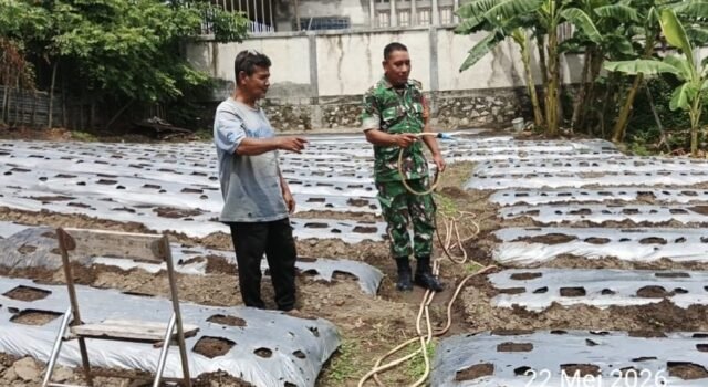 Babinsa 07 Gampong Kuta Barat Dukung Ketahanan Pangan, Bantu Warga Siram Kebun Cabai