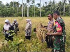 Panen Perdana Padi Gogo di Cot Ba’U, Babinsa dan Bhabinkamtibmas Perkuat Semangat Swasembada Pangan