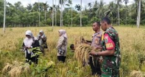 Panen Perdana Padi Gogo di Cot Ba’U, Babinsa dan Bhabinkamtibmas Perkuat Semangat Swasembada Pangan