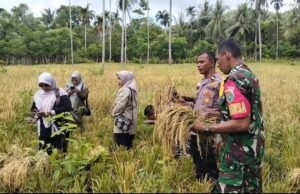 Panen Perdana Padi Gogo di Cot Ba’U, Babinsa dan Bhabinkamtibmas Perkuat Semangat Swasembada Pangan