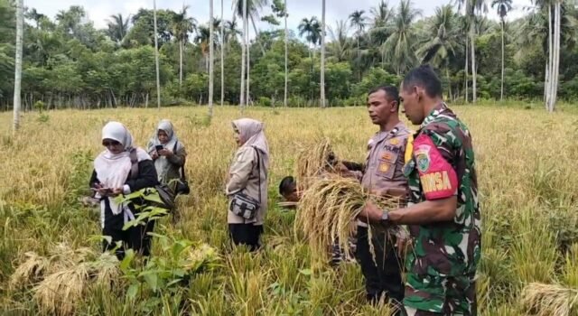 Panen Perdana Padi Gogo di Cot Ba’U, Babinsa dan Bhabinkamtibmas Perkuat Semangat Swasembada Pangan