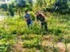 “Investasi di Lahan Sempit, Untung Berlipat: Kisah Sukses Pak Yusuf Didampingi Babinsa Koramil 02/Sukakarya”