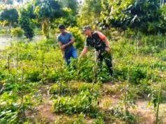 “Investasi di Lahan Sempit, Untung Berlipat: Kisah Sukses Pak Yusuf Didampingi Babinsa Koramil 02/Sukakarya”
