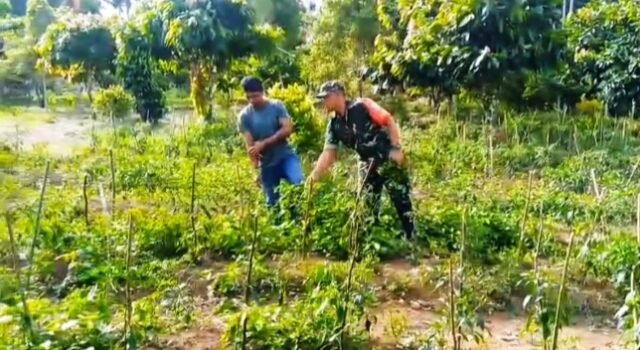 “Investasi di Lahan Sempit, Untung Berlipat: Kisah Sukses Pak Yusuf Didampingi Babinsa Koramil 02/Sukakarya”