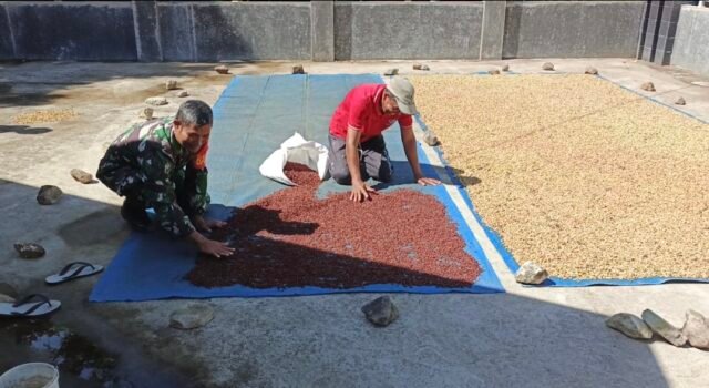 Wujud Kepedulian TNI, Babinsa Paya Seunara Bantu Warga Olah Hasil Panen Cengkeh