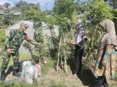 Dukung Ketahanan Pangan Warga, Babinsa Kuta Ateuh Salurkan Pupuk Kandang dan Lakukan Pendampingan
