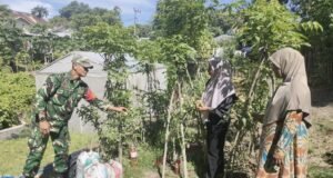 Dukung Ketahanan Pangan Warga, Babinsa Kuta Ateuh Salurkan Pupuk Kandang dan Lakukan Pendampingan